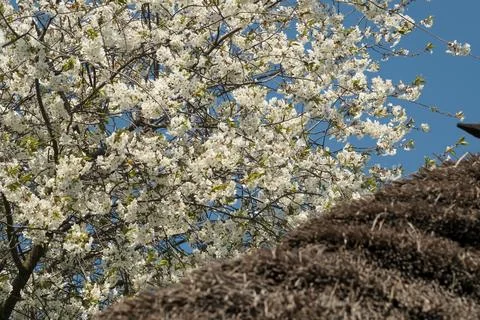 Cherry blossoms bloom against a clear blue sky in springtime Fotos Stock