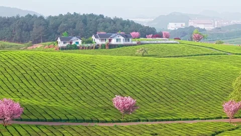 Cherry blossoms bloom along the tea mountain trail Stock Footage 311537237
