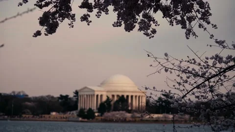 Cherry Blossoms Bloom Around Jefferson Memorial Stock Footage 172246879