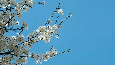 The cherry blossoms bloom beautifully in the spring. 库存影片 74079247