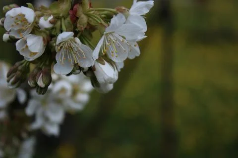 Cherry blossoms in bloom, with a dandelion in the background. Stock Photos