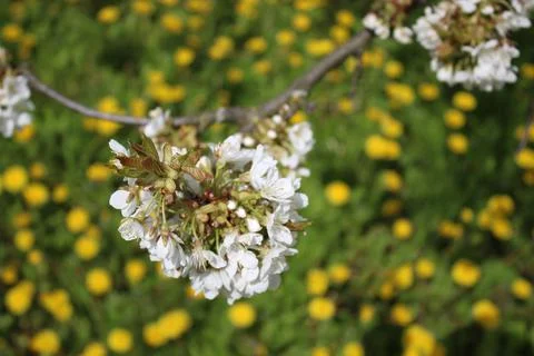 Cherry blossoms in bloom, with a dandelion in the background. Stock Photos