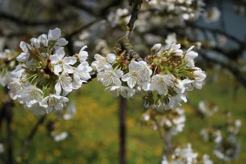 Cherry blossoms in bloom, with a dandelion in the background. Stock Photos