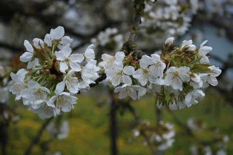 Cherry blossoms in bloom, with a dandelion in the background. Stock Photos
