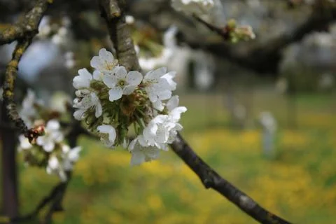 Cherry blossoms in bloom, with a dandelion in the background. Stock Photos