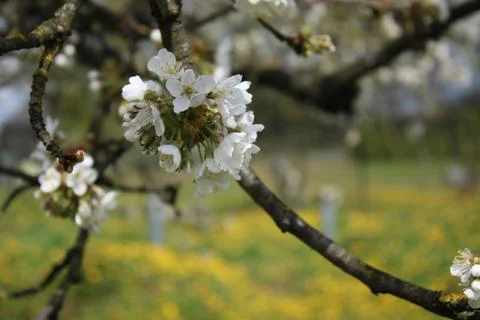 Cherry blossoms in bloom, with a dandelion in the background. Stock Photos