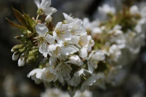 Cherry blossoms in bloom, with a dandelion in the background. Stock Photos
