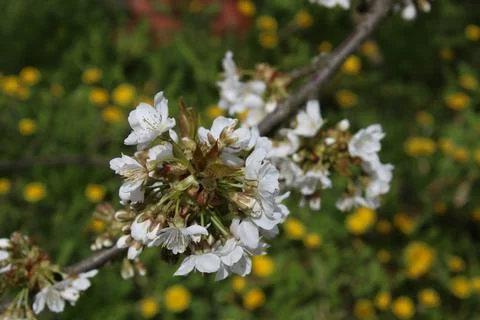Cherry blossoms in bloom, with a dandelion in the background. Stock Photos