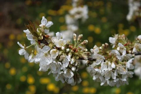 Cherry blossoms in bloom, with a dandelion in the background. Stock Photos