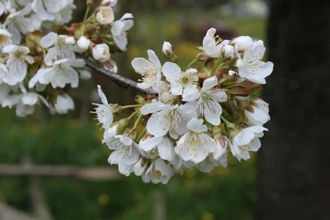 Cherry blossoms in bloom, with a dandelion in the background. Stock Photos