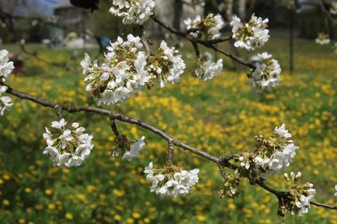 Cherry blossoms in bloom, with a dandelion in the background. Stock Photos