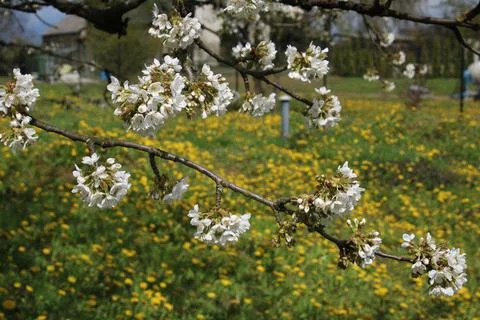 Cherry blossoms in bloom, with a dandelion in the background. Stock Photos