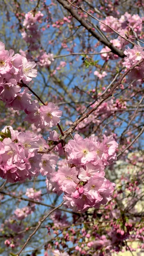 Cherry blossoms in bloom. Delicate pink sakura flowers swaying gently in wi.. Stock Footage 328509476