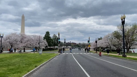 Cherry blossoms bloom during COVID-19 in Washington, DC Stock Footage 126941013