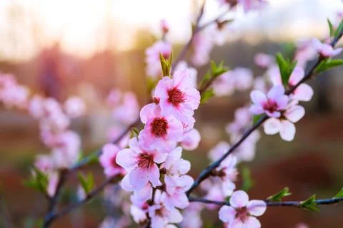 Cherry blossoms bloom during sunset in garden with soft sunlight filtering .. Foto stock