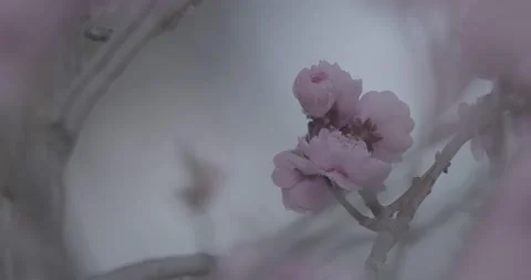 Cherry Blossoms in Bloom Extreme Close Up Flat Color Profile Stock Footage 195003358