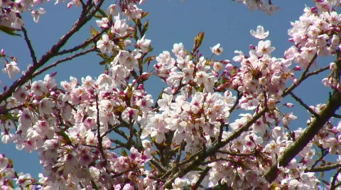 Cherry blossoms in bloom Stock Footage 361079