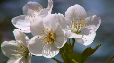 Cherry blossoms bloom Stock Footage 362983