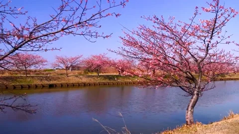 Cherry blossoms bloom Stock Footage 235510937