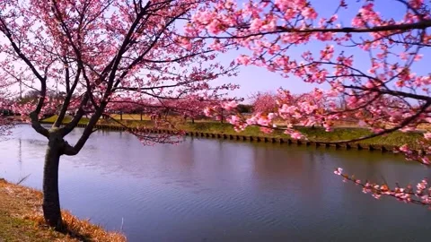 Cherry blossoms bloom Stock Footage 235510938