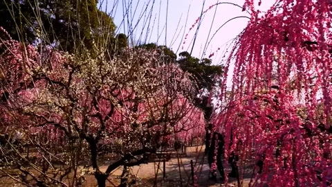 Cherry blossoms bloom Stock Footage 235511628