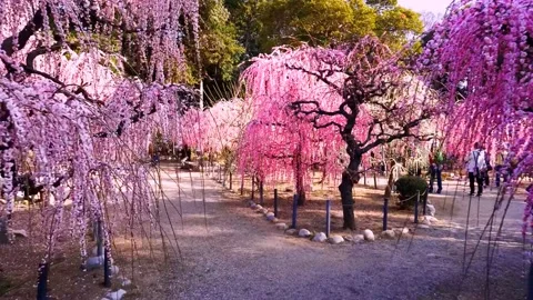 Cherry blossoms bloom Stock Footage 235511640