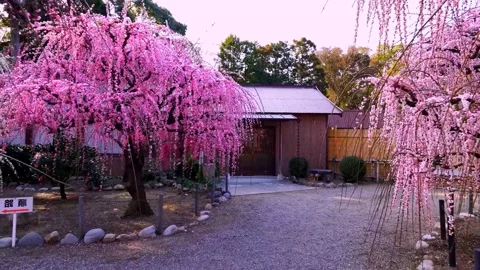 Cherry blossoms bloom Stock Footage 235511649