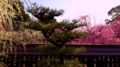 Cherry blossoms bloom Stock Footage 235513412