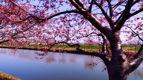 Cherry blossoms bloom Stock Footage 235513418