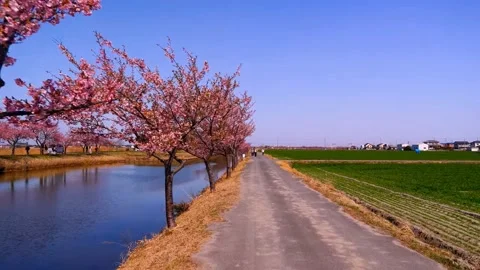 Cherry blossoms bloom Stock Footage 235513450