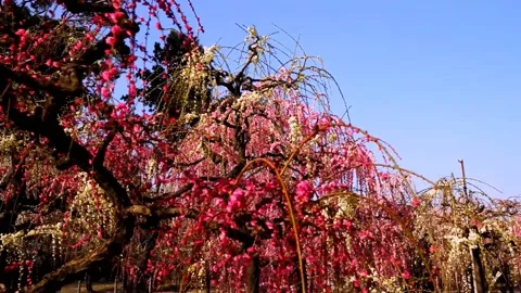 Cherry blossoms bloom Stock Footage 235513802