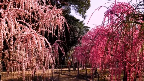 Cherry blossoms bloom Stock Footage 235513993
