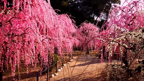 Cherry blossoms bloom Stock Footage 235514276