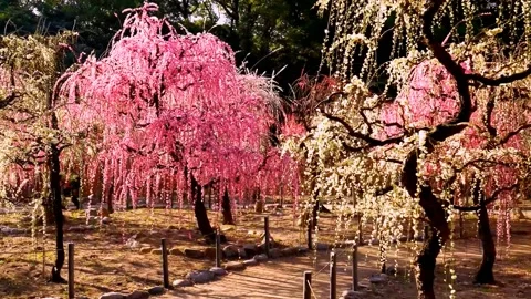 Cherry blossoms bloom Stock Footage 235514296