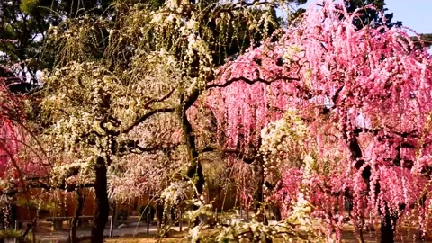 Cherry blossoms bloom Stock Footage 235514320