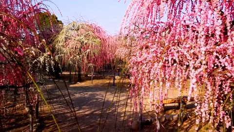 Cherry blossoms bloom Stock Footage 235514525