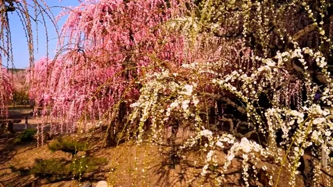 Cherry blossoms bloom Stock Footage 235514695