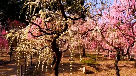 Cherry blossoms bloom Stock Footage 235514701