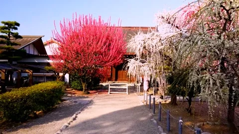 Cherry blossoms bloom Stock Footage 235514721