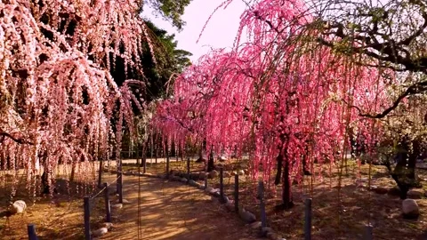Cherry blossoms bloom Stock Footage 235515032