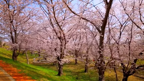 Cherry blossoms bloom Stock Footage 235651222