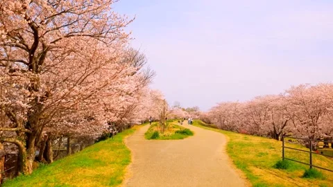 Cherry blossoms bloom Stock Footage 235651295