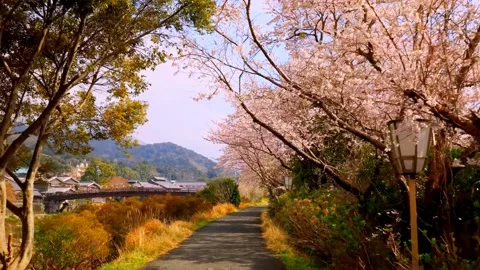 Cherry blossoms bloom Stock Footage 235651337