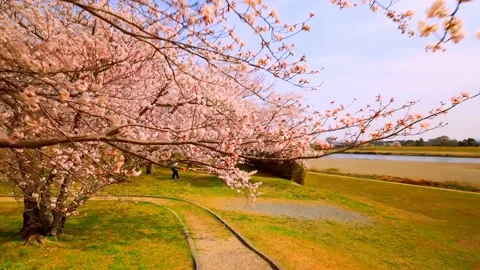 Cherry blossoms bloom Stock Footage 235651434