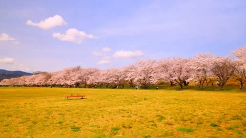 Cherry blossoms bloom Stock Footage 235651520