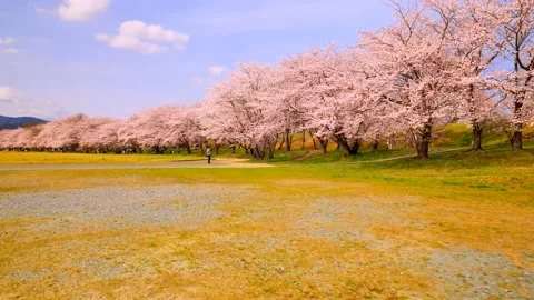 Cherry blossoms bloom Stock Footage 235651522