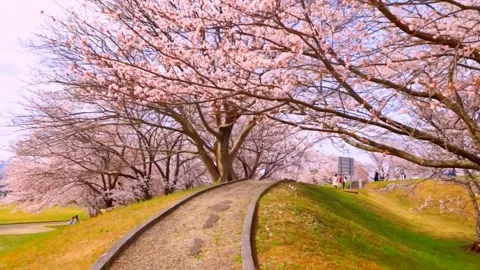 Cherry blossoms bloom Stock Footage 235651523