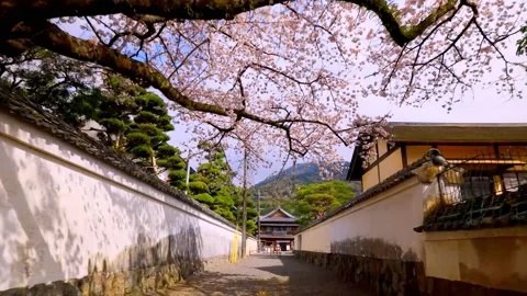 Cherry blossoms bloom Stock Footage 235651644