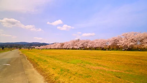 Cherry blossoms bloom Stock Footage 235651645