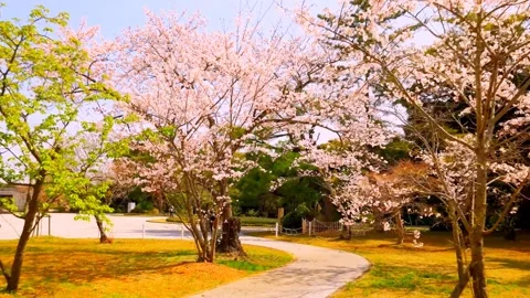 Cherry blossoms bloom Stock Footage 235651660